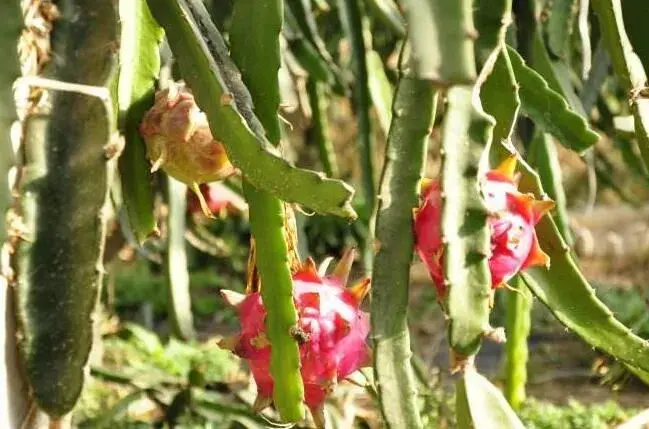 火龙果头年挂果，怎样保障座果率和口感？