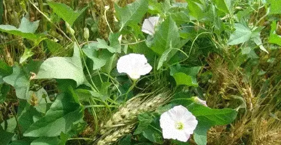 春季麦田病虫草防治二