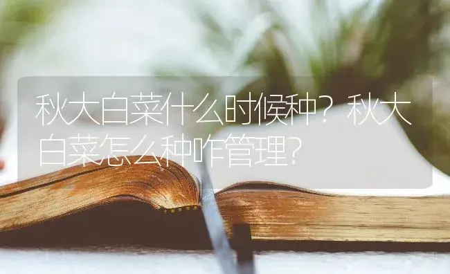 秋大白菜什么时候种？秋大白菜怎么种咋管理？ | 蔬菜种植