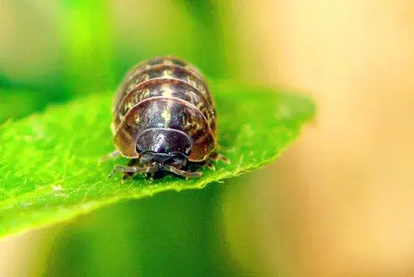 西瓜虫有毒吗？是害虫还是益虫？土里、家里房间怎么消灭掉？