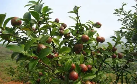 油茶树：油茶栽培管理及病虫害防治和治疗办法