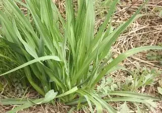 野韭菜种植时间和种植技术要点介绍