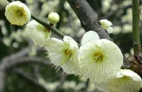 花约：巧借梅花广生财