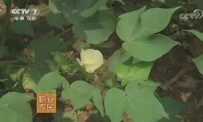 国欣棉9号种植技术