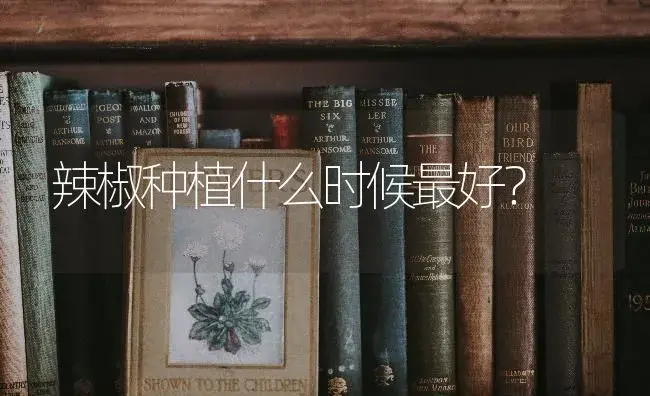 辣椒种植什么时候最好？ | 蔬菜种植