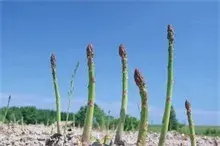 江西袁州区引进芦笋种植取得成效