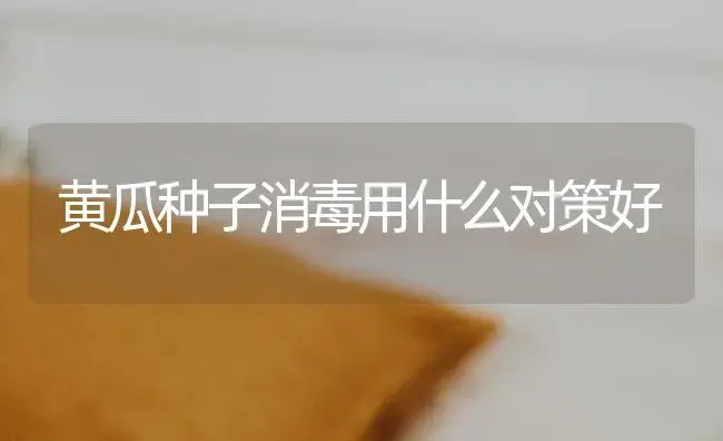 黄瓜种子消毒用什么对策好 | 蔬菜种植