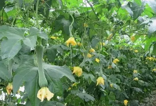 棚室蔬菜咋施基肥才合理