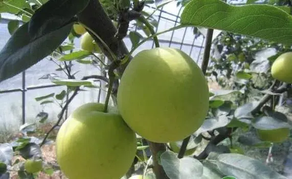 翠玉梨配套种植技术要点