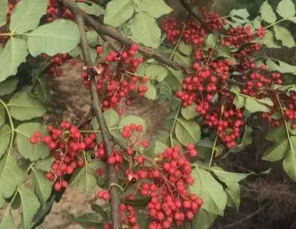 花椒树苗什么时间种植移栽好？主要品种有哪些？