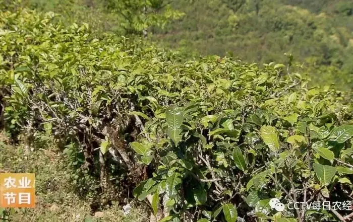 [每日农经]镇康 古树茶遇见新商机