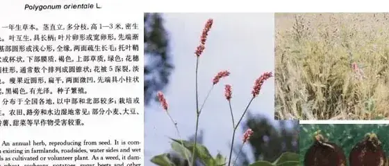 蓼科杂草