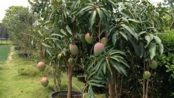 芒果树修剪最佳时间 芒果树施什么肥