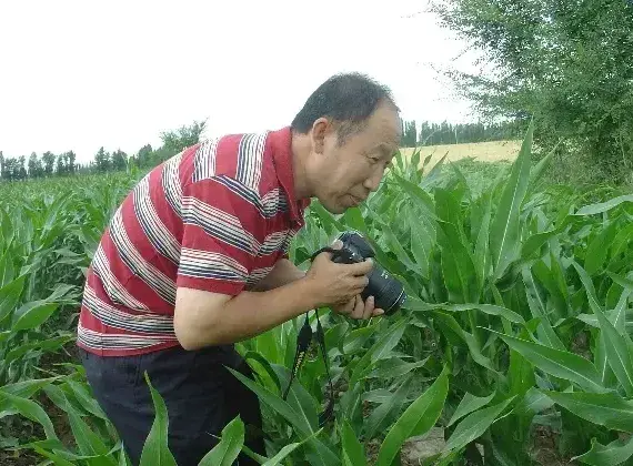 玉米丝黑穗病的症状发病规律及防治技巧