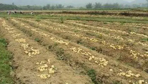 土豆种植技术与管理方法，适时追肥，积极防病虫害