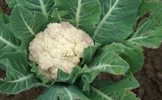 十字花科花椰菜有什么功效与作用？怎么吃最有效果？不能和什么一起吃？