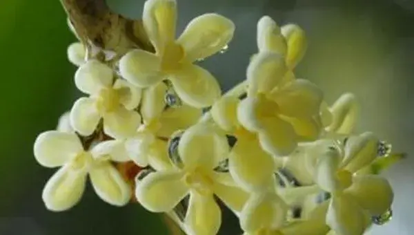 桂花树怎么施肥 桂花树什么时候嫁接