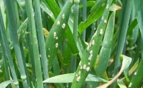 小麦常见病虫害及防治，主防白粉病、锈病及蚜虫