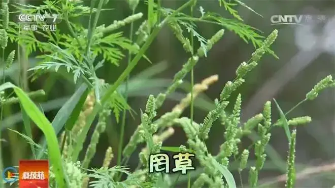 大开眼界：田间除杂草 ～罔草