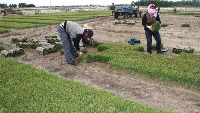 沙漠种水稻成为现实，亩产可达千斤！