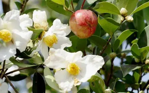 给油茶找红娘 花果同树种油茶依靠土栖蜜蜂来授粉