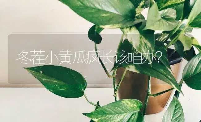 冬茬小黄瓜疯长该咱办？ | 蔬菜种植