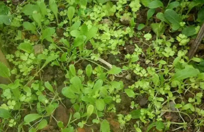 芹菜的催芽措施