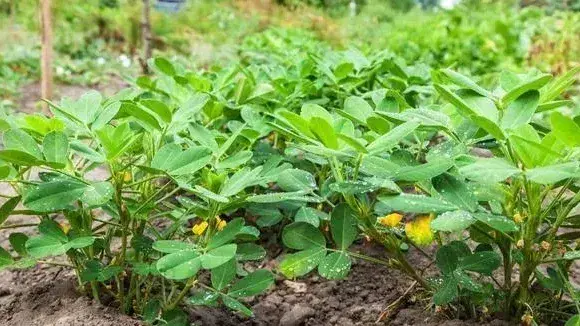 花生用什么肥料高产？