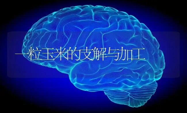 一粒玉米的支解与加工 | 蔬菜种植