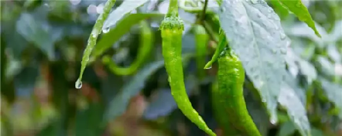 南方辣椒种植技术