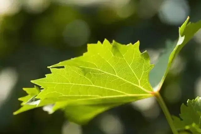 葡萄成长后期，叶子管护莫忽视！