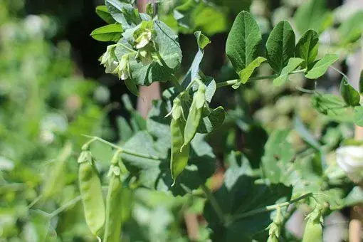 豌豆属植物荷兰豆种子多少钱一斤？和豌豆有什么区别？种一亩大约赚多少钱？