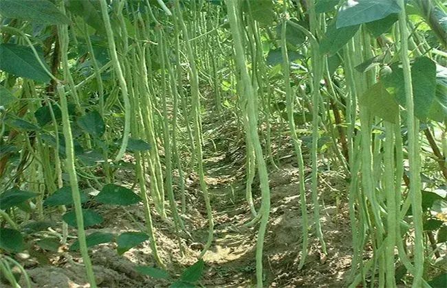 露地豇豆田间管理