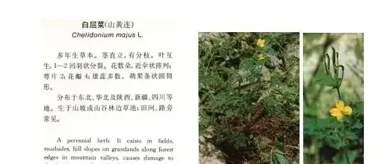 其他科杂草