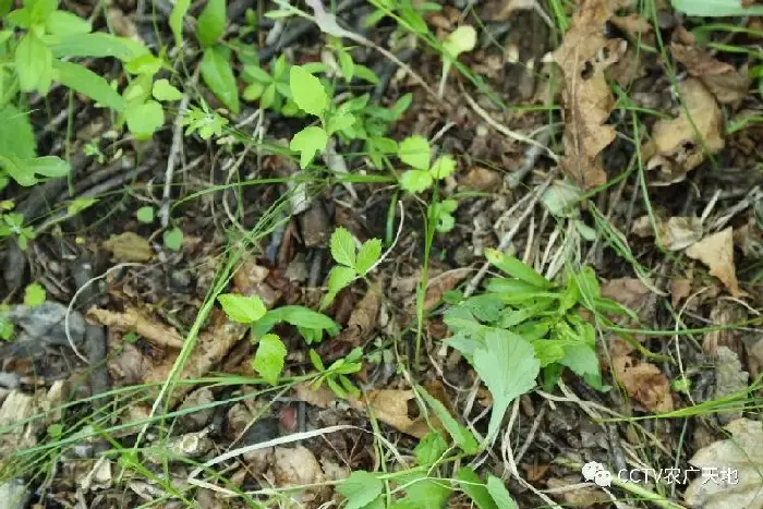 野山参的繁衍护育技术