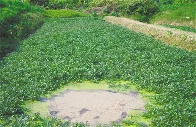 西洋菜(豆瓣菜)的栽培时间和措施