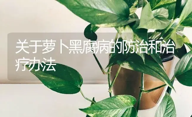 关于萝卜黑腐病的防治和治疗办法 | 蔬菜种植