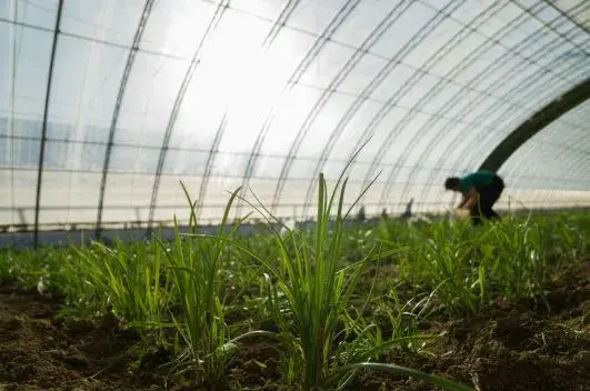 韭菜种植最简单方法是什么？近期价格是多少钱一斤？