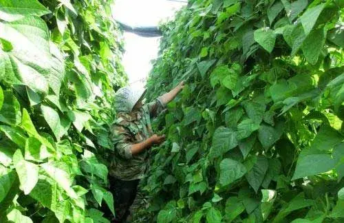 大棚豆角栽培种植技术及病虫害防治和治疗