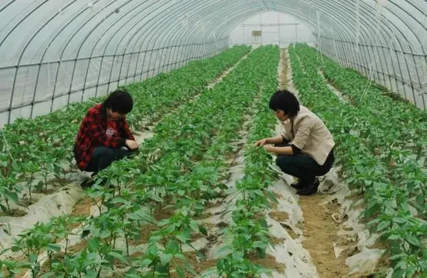 棚室蔬菜茬口安排“四原则”