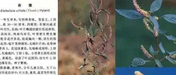 唇形科杂草