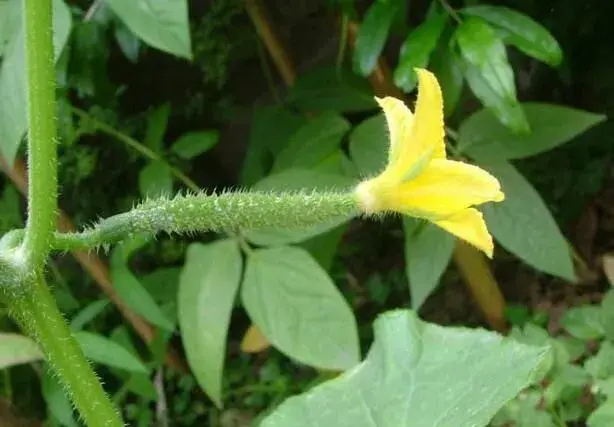 黄瓜开花结瓜部位成长形成异常征象案例解析