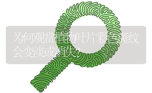 为何观赏植物叶片彩色斑纹会变淡或消失? | 植物病虫害