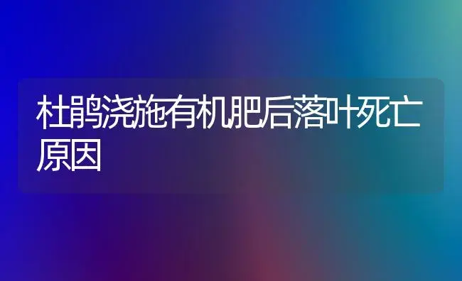 杜鹃浇施有机肥后落叶死亡原因 | 植物肥料