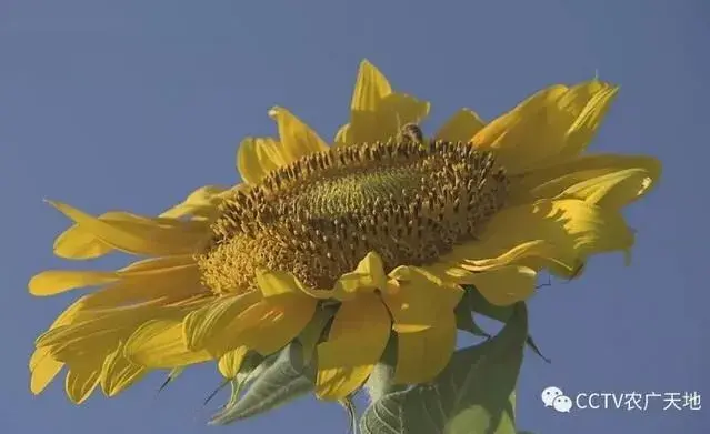 五原县葵花节探秘向日食葵巴美羊