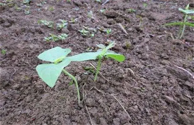 豇豆订植后怎样管理