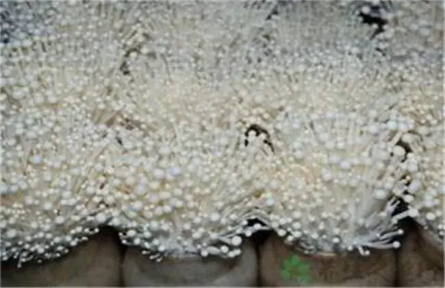 金针菇根部再生办法