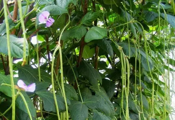 棚室豇豆发生落花落荚怎么办？