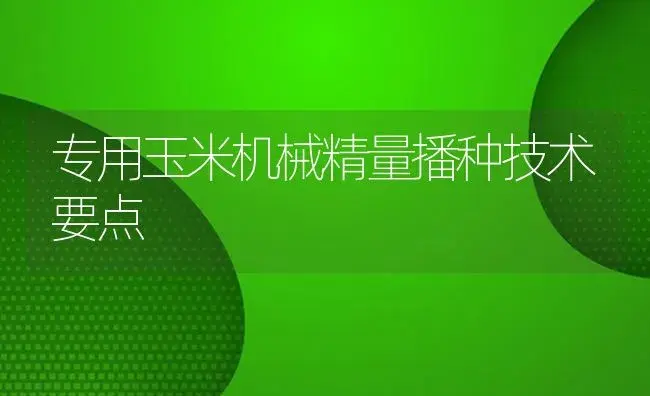 专用玉米机械精量播种技术要点 | 农资农机