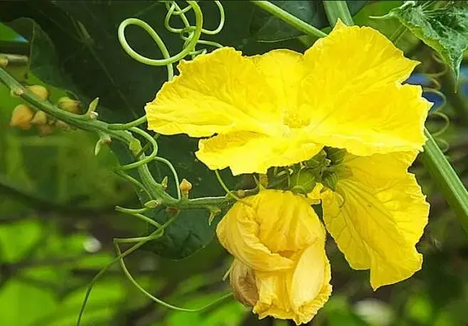 棚室丝瓜烂花怎么办